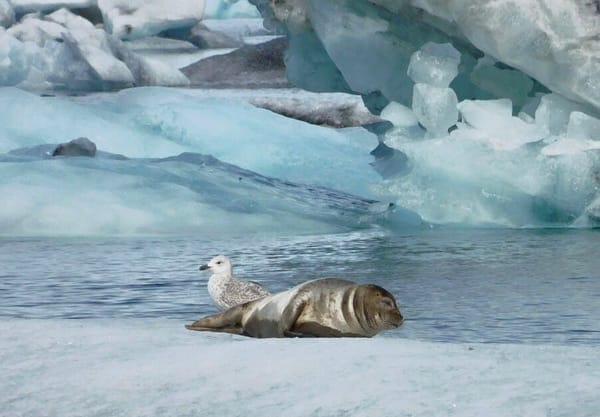 Amazing Glacier Lagoons In South Iceland: photo 4