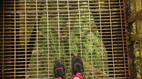 Exploring the Hidden Gems of Taiwan: Xitou (She-toe): photo 5
