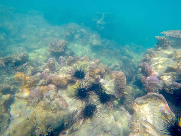 Thailand Koh Samet Guide: photo 17