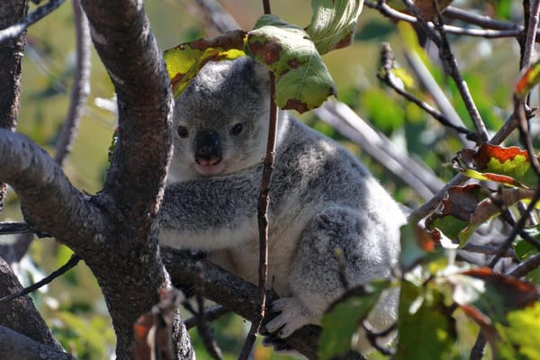 A Guide to Townsville: photo 3