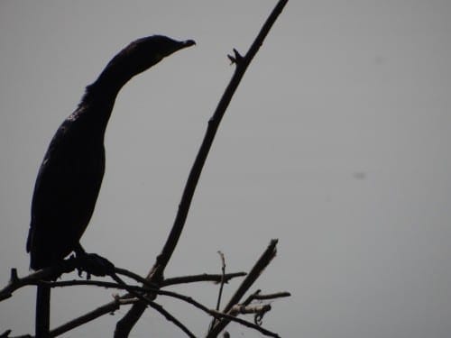 City Birder’s Paradise, The Okhla Bird Sanctuary near Delhi: photo 2
