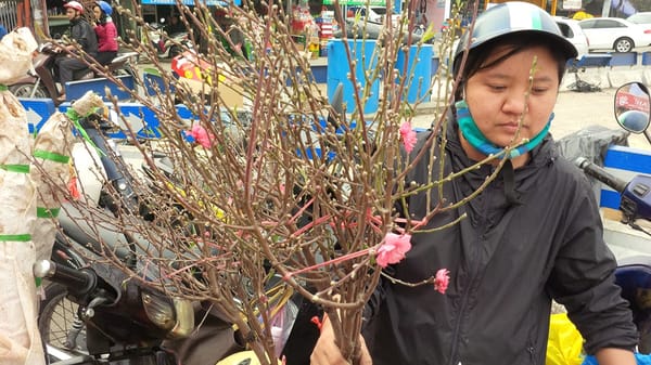 The Flower Safari of Hanoi’s Tết: photo 7
