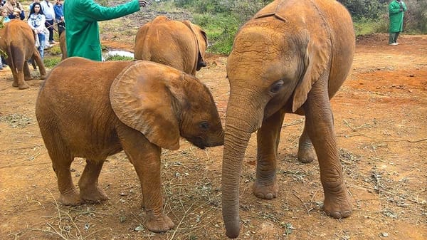 Visiting the David Sheldrick Wildlife Trust (DSWT) in Kenya: photo 1