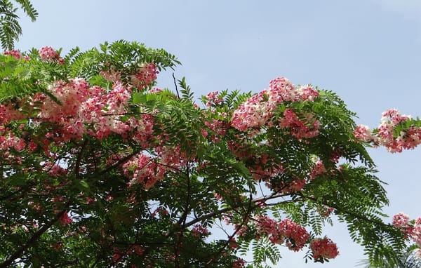 Things to see in Bangalore, India: photo 4