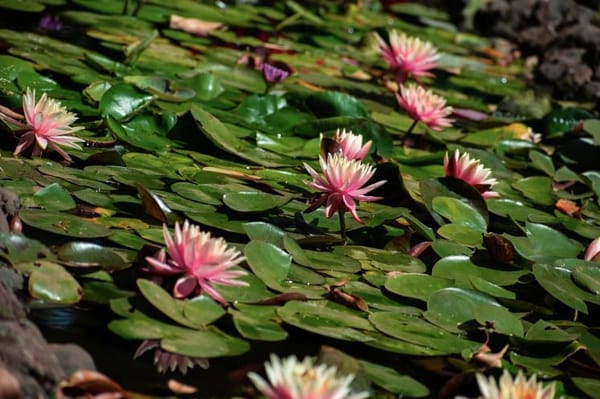 Places to see in Mahabaleshwar: photo 2