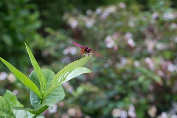 Singapore: Get Closer to Nature: photo 18