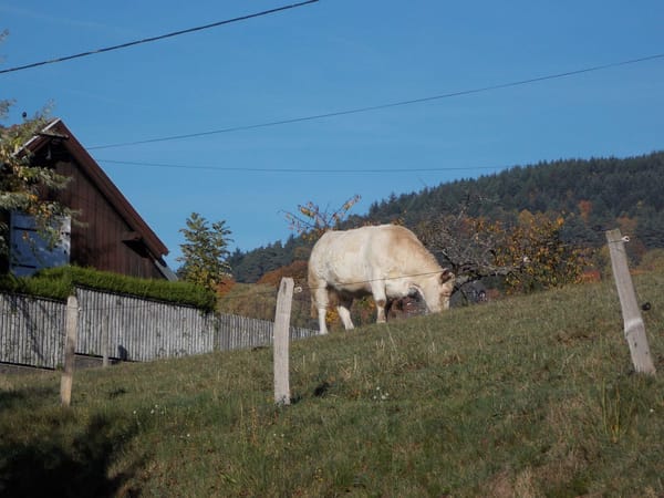 A visual journey of the French countryside: Valley of Munster: photo 29