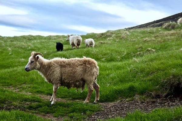 Explore Iceland: Best Locations in the South!: photo 3