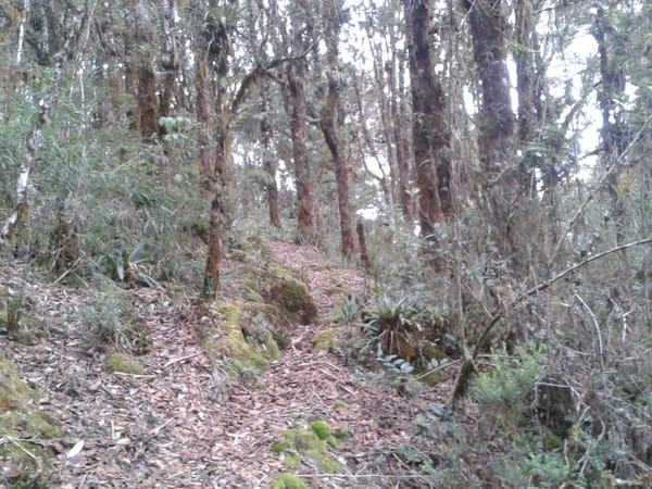 Heaven in heights: Cerro De La Muerte (Costa Rica): photo 7