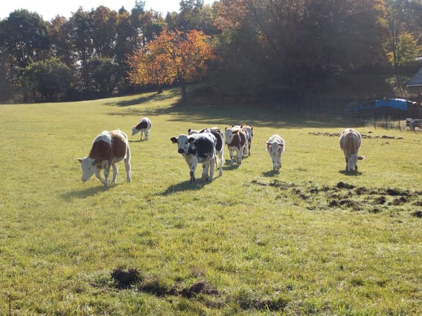A visual journey of the French countryside: Valley of Munster: photo 25