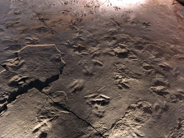 Tracking Dinosaurs in the Connecticut Valley: photo 2