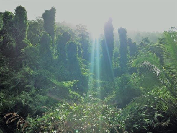 Bingil Bay - Australia’s hidden tropical paradise: photo 5