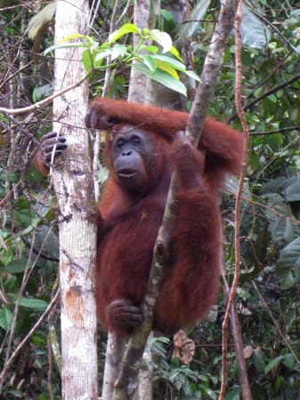 Meet the Orang-Utans in Kuching: photo 7