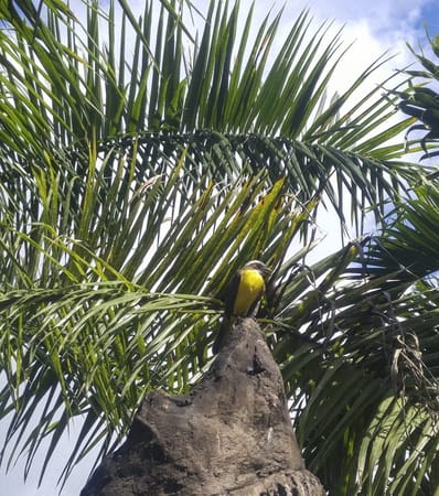 La Fortuna - Volcanoes, Waterfalls, Rivers and Wildlife: photo 1