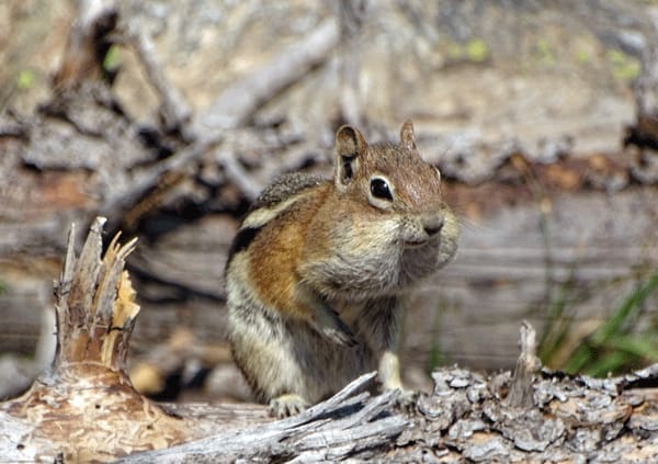 5 Best Things to Do Near Denver, Colorado: photo 3