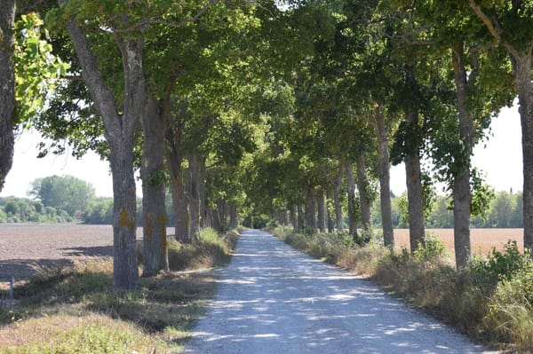 Discover the beauty of Gotland: photo 11