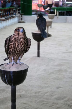 72 Hours in Qatar: photo 4