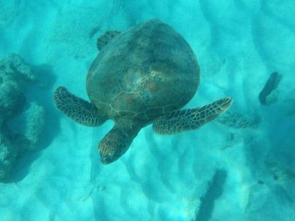 Lady Elliot Island, Australia: Adventure of a lifetime: photo 2