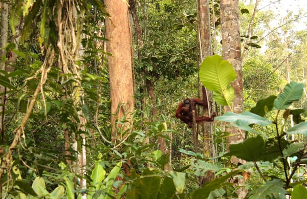 Meet the Orang-Utans in Kuching: photo 4