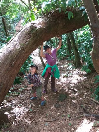 Hiking the Cryptomeria forest in Reunion Island: photo 15