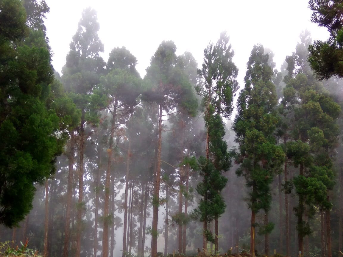 Hiking the Cryptomeria forest in Reunion Island