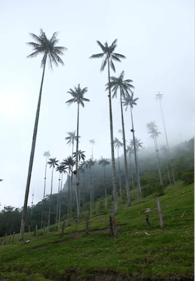 Salento and the Coffee Region of Colombia