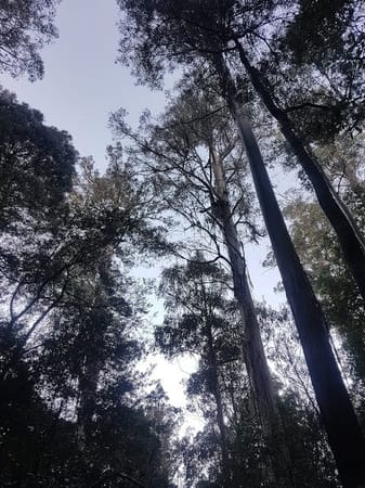 A Ten Day Tasmanian Road Trip: photo 8