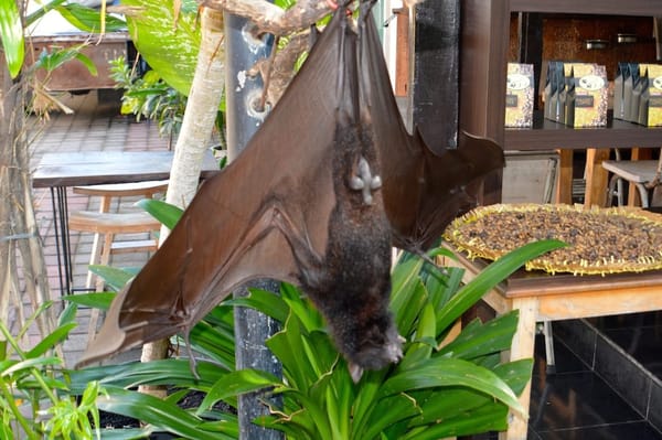 INDONESIA - A day trip in Bali: photo 2
