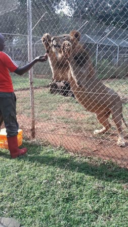 Kenya: Nairobi Animal orphanage.: photo 2