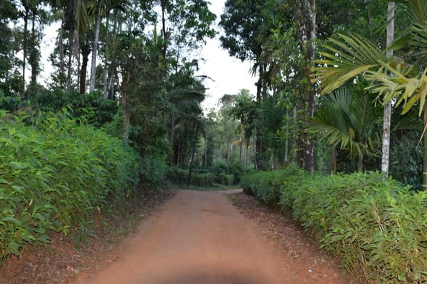 COORG – The Scotland of India!: photo 5