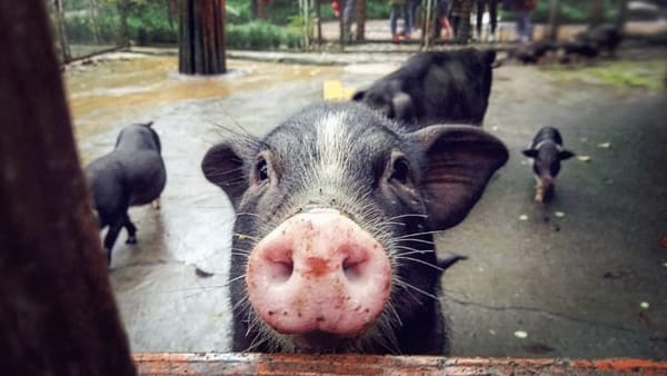 Life in Chongqing, China: photo 8