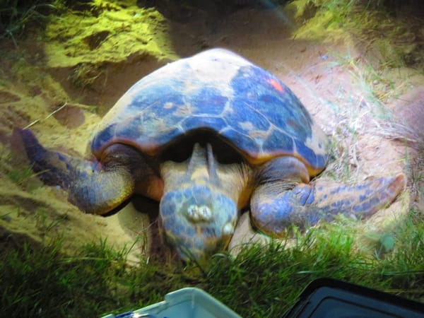 Turtle Season in Australia: photo 1