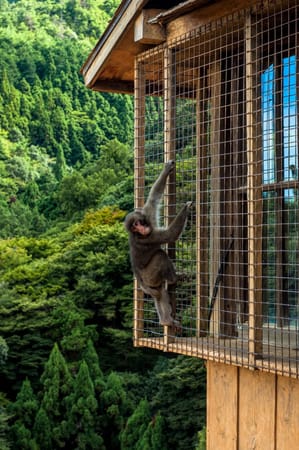Visiting Arashiyama? Don’t Miss the Iwatayama Monkey Park!: photo 3