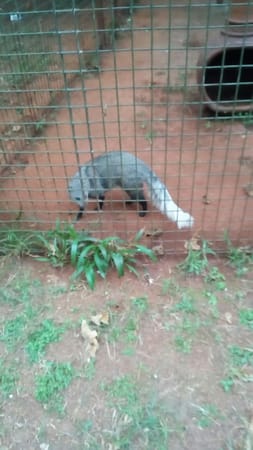 Kenya: Nairobi Animal orphanage.: photo 7