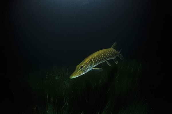 Paid fishing near Moscow: photo 2