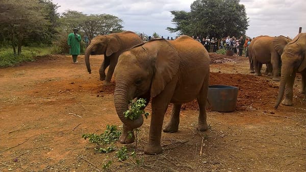 Visiting the David Sheldrick Wildlife Trust (DSWT) in Kenya: photo 7