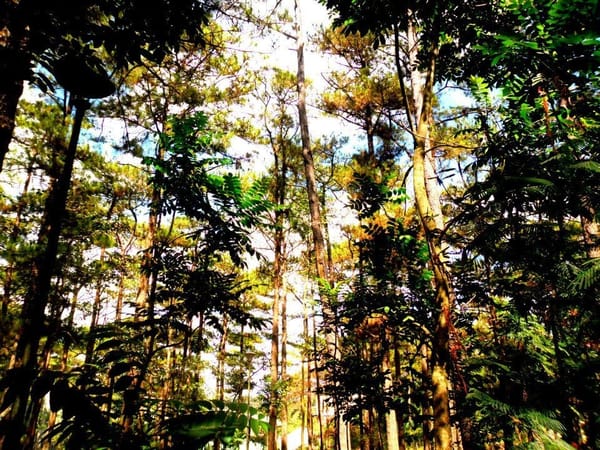 A Trip to Baguio City: Summer Capital of the Philippines: photo 1