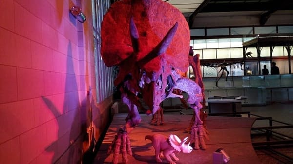 Brussels, Belgium : A story of waffles and fossils: photo 6