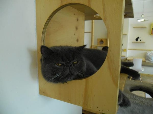 South Korea : Cats and Green Tea: photo 2