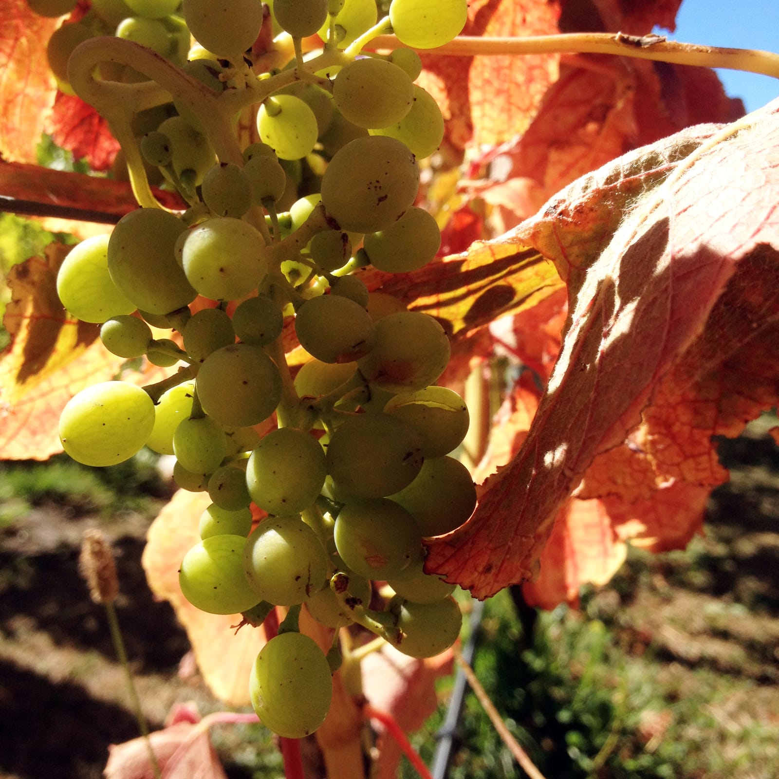 8 Not To Miss Wineries of New Zealand