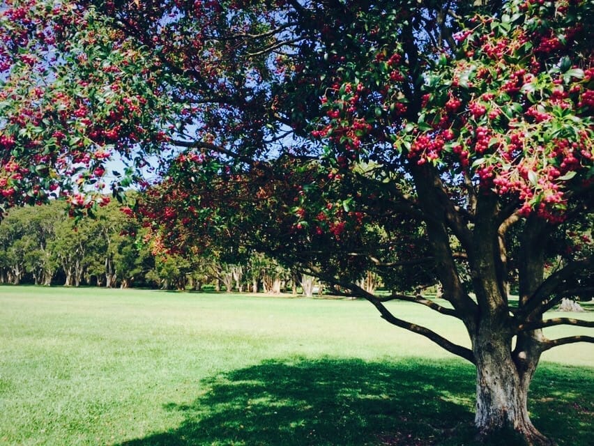 Australia - Centennial Park : A garden of wonders amidst a bustling city