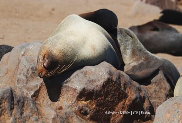 Swakopmund Namibia: Three Top Outdoor Activities: photo 3