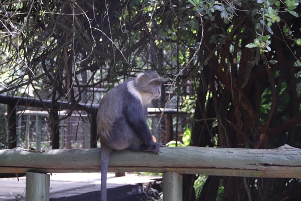 Nairobi:  A concrete jungle with a wild side to experience: photo 2