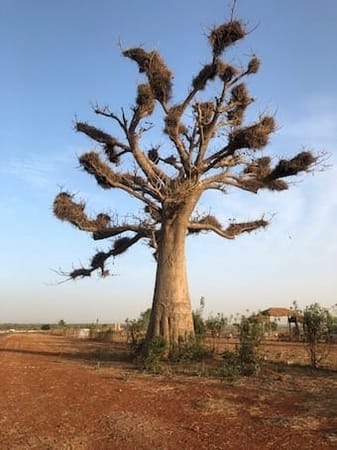 Amazing Things to Do in Senegal: photo 3