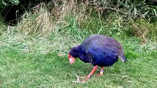 Zealandia Park: Wellington’s jewel of life.: photo 1