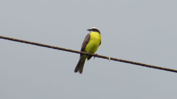 Mashpi Area of Conservation - Ecuador: photo 4