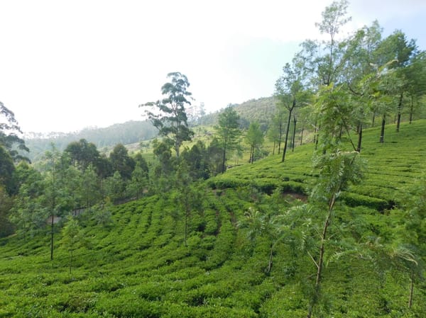 Places to visit in Munnar India: photo 1