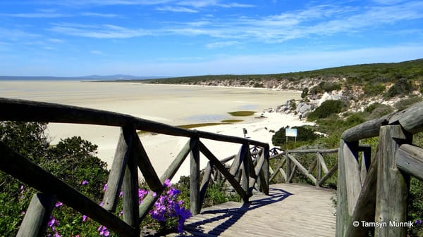 WEST COAST NATIONAL PARK: A GUIDE TO VIEWING THE SPRING FLOWERS FROM CAPE TOWN: photo 5