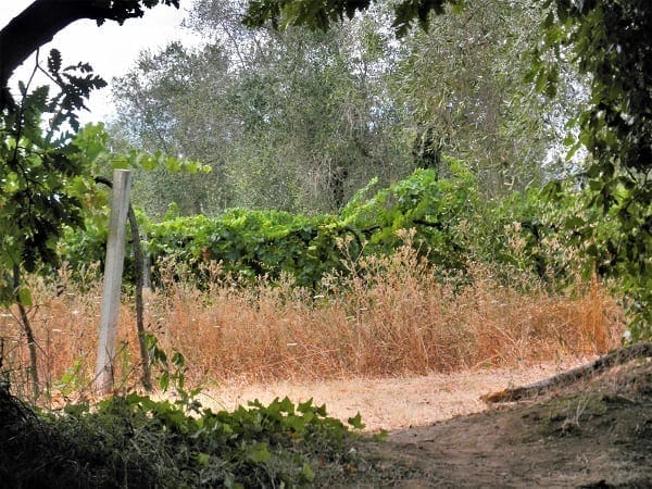 Citta del Tufa: Stunning ancient Etruscan heritage: photo 5