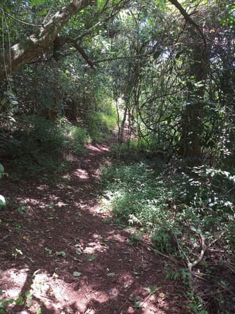 The Perfect Date With Nature; The Oloolua Nature Trail: photo 2